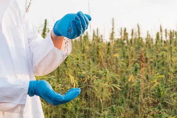 Homem Derramando Sementes Cânhamo Mão Mão Campo Entre Plantas Cannabis — Fotografia de Stock