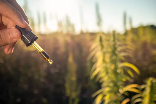 Puesta Sol Cannabis Field Plantas Cáñamo Para Producción Cbd — Foto de Stock