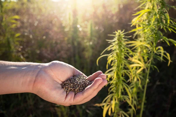 Kleiner Haufen Brauner Hanfsamen Der Handpalme Zwischen Grünen Blättern Cannabispflanzen — Stockfoto