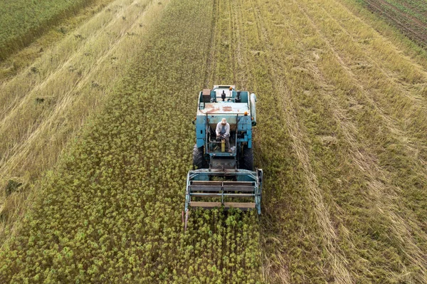 Combine harvester taking off the rich harvest on the industrial hemp plantation, aerial view