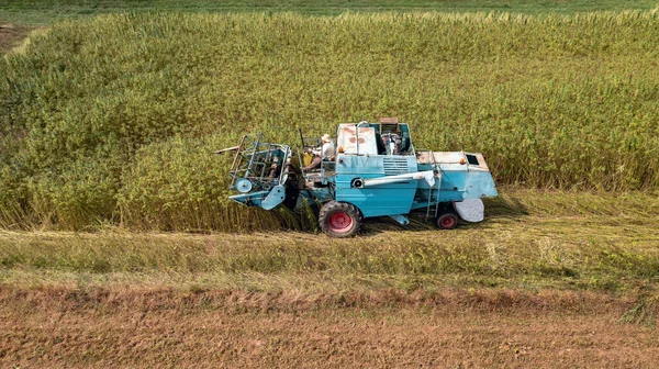 Combine harvester taking off the rich harvest on the industrial hemp plantation, aerial view