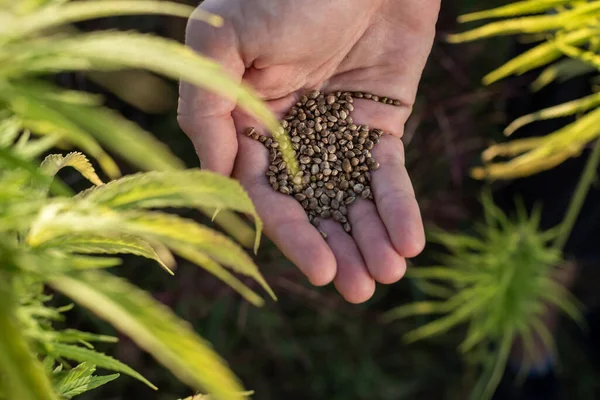 Man pouring hemp seeds, from hand to hand, on the field, among green industrial cannabis plants, close-up shot.