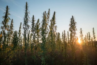 Endüstriyel kenevir bitkileri, gün batımında tarlada kenevir mahsulü, açık günbatımı gökyüzü