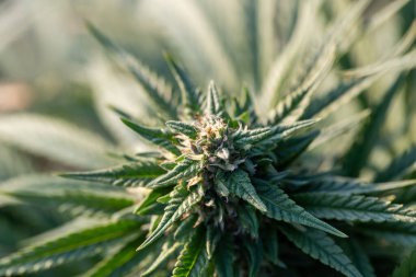 Yeşil marihuana bitkisi, çiçek, tohum ve yapraklı kenevir tomurcuğu, yakın çekim.