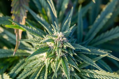 Yeşil marihuana bitkisi, çiçek, tohum ve yapraklı kenevir tomurcuğu, yakın çekim.