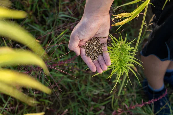 Man pouring hemp seeds, from hand to hand, on the field, among green industrial cannabis plants, close-up shot.