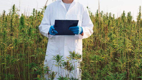 Ученый в белом халате, с голубыми защитными перчатками, записывает данные, собранные путем исследования растений конопли на поле конопли CBD