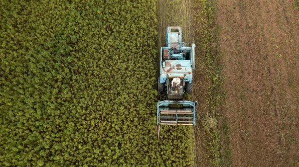 Kombajn Zbożowy Zdejmujący Obfite Zbiory Plantacji Konopi Przemysłowych Widok Powietrza — Zdjęcie stockowe