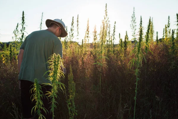 Landwirt Überprüft Cbd Hanfpflanzen Auf Cannabis Plantage Feld — Stockfoto