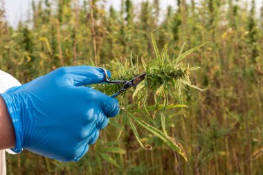 Beyaz laboratuvar önlüğü ve koruyucu mavi eldivenler giyen bilim adamı elinde küçük bir makas ve kenevir çiçeği tutuyor..