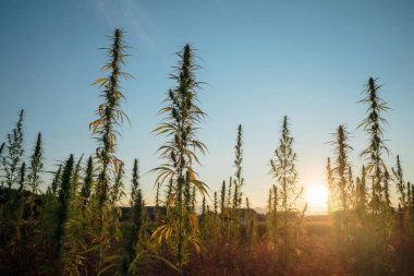 Tarlada yetişen CBD keneviri, gün batımında endüstriyel kenevir.