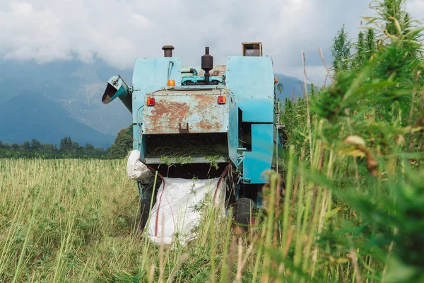 Hemp combine harvester on the farm field collecting cannabis CBD plants for further production and market