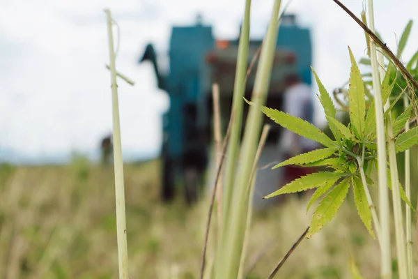 Hemp combine harvester on the farm field collecting cannabis CBD plants for further production and market