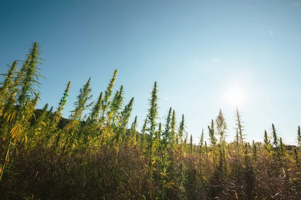 Industrial hemp plants, hemp crop on the plantation during sunset with clear sunset sky above