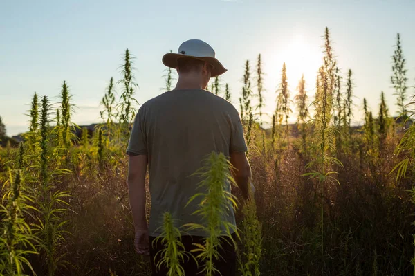 Landwirt Überprüft Und Betrachtet Feld Von Cbd Hanfpflanzen Bei Sonnenuntergang — Stockfoto