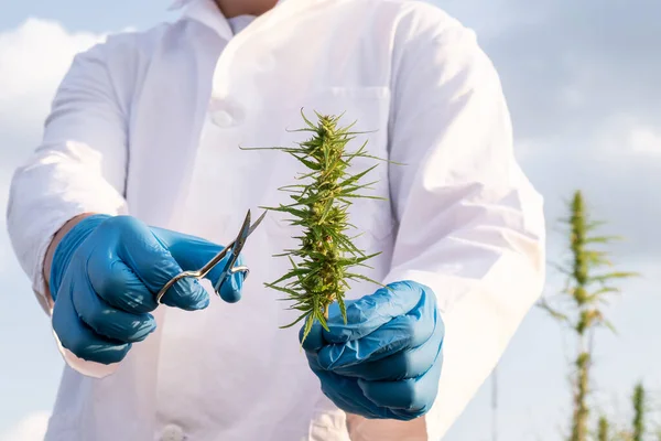 Scientist wearing white lab coat and protective blue gloves, holding small scissors and CBD hemp flower, close up shot.