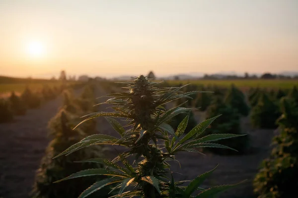 CBD farm field at sunset. Hemp plants use for CBD and health.