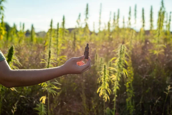 Handhaltende Pipettenflasche Gefüllt Mit Hanfkernöl Auf Der Cannabis Plantage Für — Stockfoto