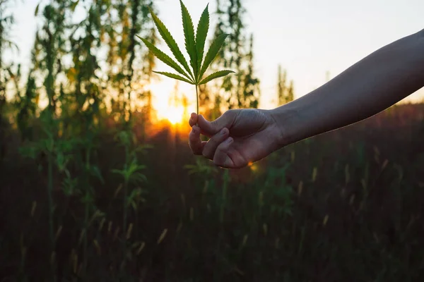 Mano Sosteniendo Una Hoja Cannabis Verde Con Sol Poniente Brillando — Foto de Stock
