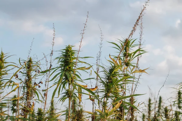 Industrial hemp plants, hemp crop on the plantation during sunset with clear sunset sky above