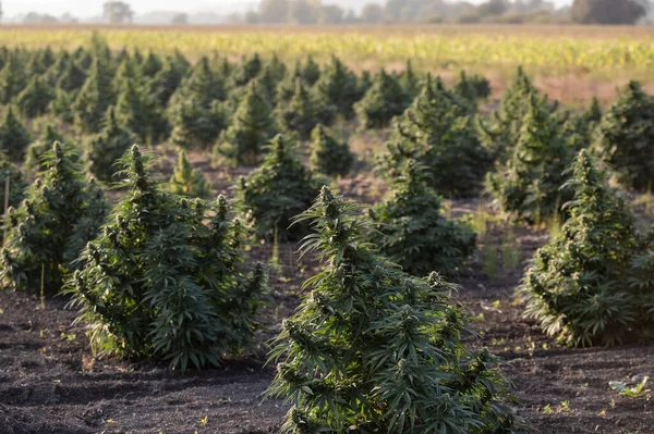 Coucher Soleil Cannabis Field Plantes Chanvre Pour Production Cbd — Photo