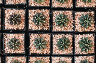 Kaktüs ve sulu bitkiler güneş ışığı altındaki bir çiftlikteki küçük saksılarda. Modern doğal ev minyatür yeşil köşe dekorasyonu.