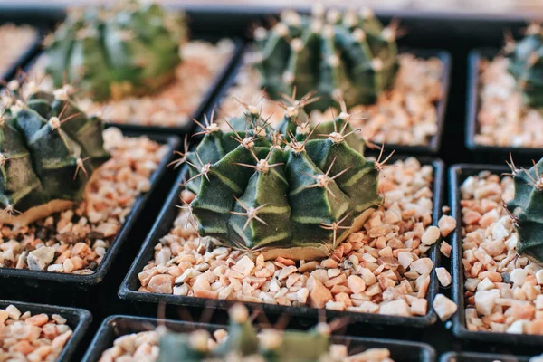 Kaktus Šťavnaté Rostliny Mnoha Malých Květináčích Farmě Slunečního Světla Moderní — Stock fotografie