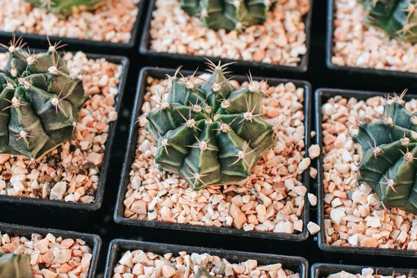 Kaktusz Zamatos Növények Sok Kis Cserépben Egy Gazdaságban Napfény Alatt — Stock Fotó