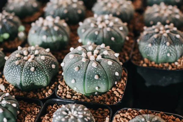 Kaktus Och Saftiga Växter Många Små Krukor Gård Solljus Modern — Stockfoto
