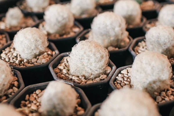 Cacto Plantas Suculentas Muitos Potes Pequenos Uma Fazenda Sob Luz — Fotografia de Stock