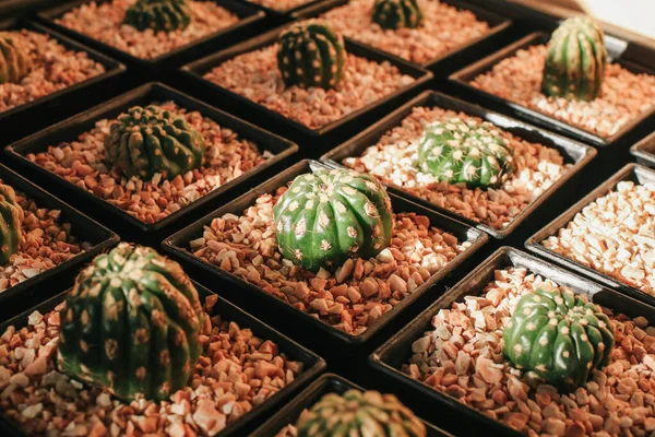 Cacto Plantas Suculentas Muitos Potes Pequenos Uma Fazenda Sob Luz — Fotografia de Stock