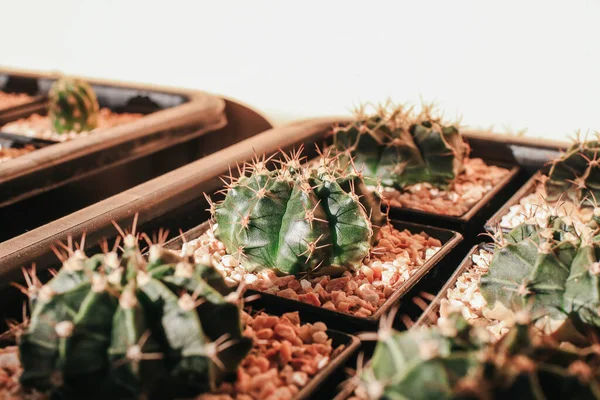 Kaktusz Zamatos Növények Sok Kis Cserépben Egy Gazdaságban Napfény Alatt — Stock Fotó