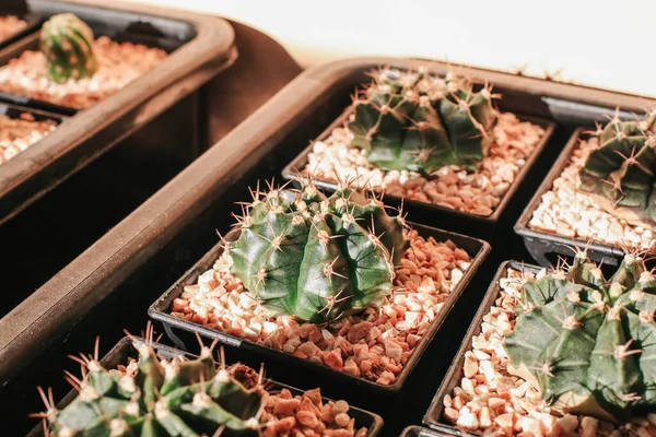 Cactus Sappige Planten Veel Kleine Potjes Een Boerderij Onder Zonlicht — Stockfoto