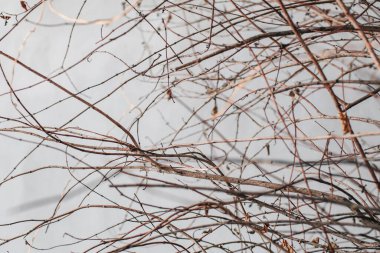 Gri bir beton duvarın arka planında kuru ağaç dalları. Ağaç dalları açık havada.