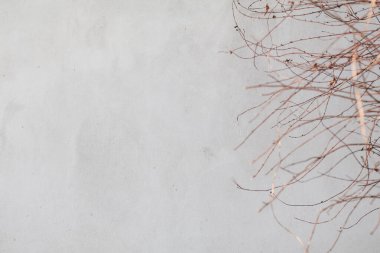 Gri bir beton duvarın arka planında kuru ağaç dalları. Ağaç dalları açık havada.