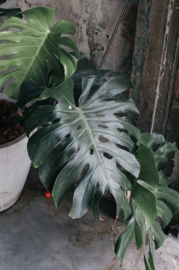 Yeşil Monstera Deliciosa 'yı bir saksının içinde büyüten ev bitkileri. Tropik yapraklar arka planda. Şık ve minimalist şehir içi..