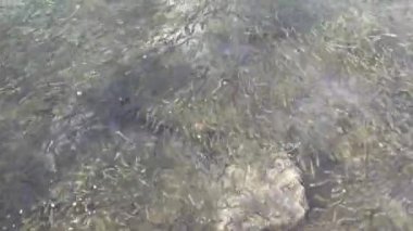 Küçük balıklar ya da küçük sardalyalar, dalgalı deniz yüzeyinde ışık ve gölgelerle şeffaf suların altında hareket ediyorlar. Dalgalı yüzeyde dikey görünüm.