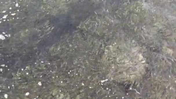 Les Petits Poissons Les Petites Sardines Déplacent Sous Eau Transparente — Video