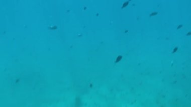 Colorful tropical fish swims on coral reef under sun shine and beams underwater. Life in the ocean