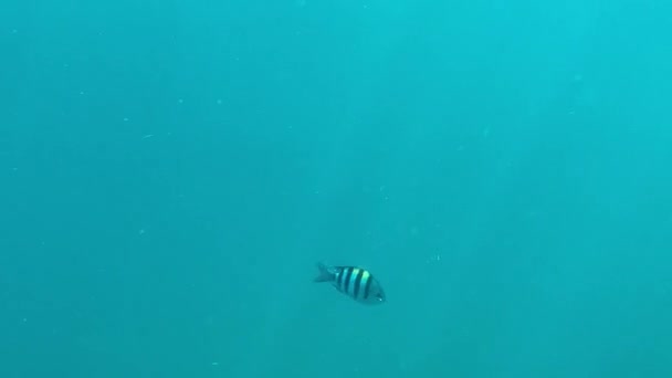 五彩斑斓的热带鱼在阳光下在珊瑚礁上游泳 在水下射精 海洋中的生命 — 图库视频影像