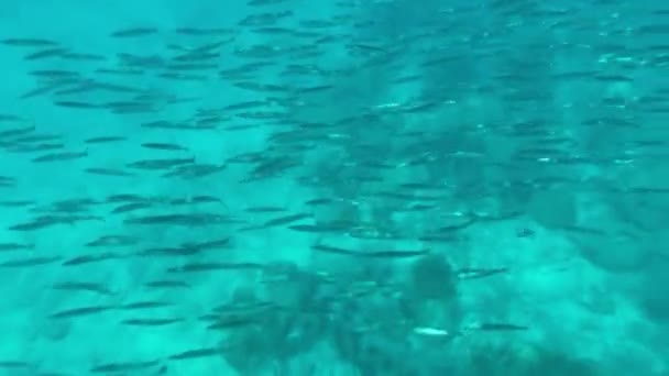 Colorful Tropical Fish Swims Coral Reef Sun Shine Beams Underwater — Vídeos de Stock