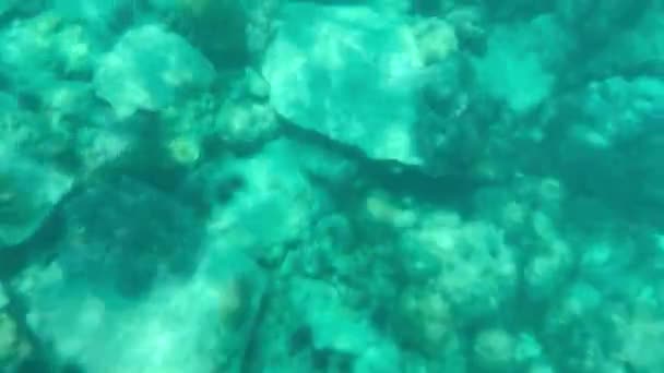 Colorful Tropical Fish Swims Coral Reef Sun Shine Beams Underwater — Stockvideo