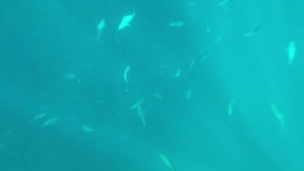 Lumière Soleil Travers Les Poissons Sous Marins Tropicaux Paysage Océanique — Video