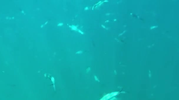 Sonnenlicht Durch Unterwasser Und Tropische Fische Meereslandschaft Unterwasserlandschaft Meerbrassen Hintergründe — Stockvideo