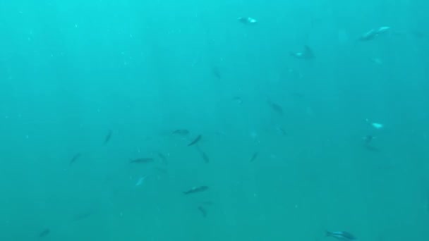 Подводное Море Тропическая Жизнь Волнистое Море Водой Ударяет Скалам Делает — стоковое видео