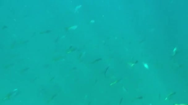 Underwater Sea Tropical Life Wasserwellige Meeresunterwasserwellen Treffen Auf Felsen Und — Stockvideo