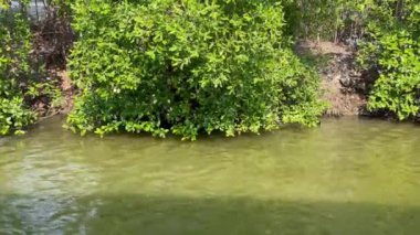 Mangrove ağaçları suyla birlikte rüzgarla sallanıyordu. Orman, kıyı tuzunda yetişen küçük bir ağaçtır.