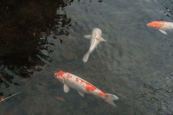 ファンシー鯉魚や鯉池で泳ぐ 水泳やスペースの動き 水平方向 コピースペース — ストック写真