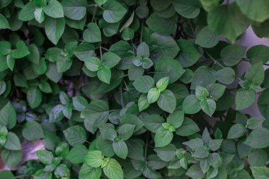 Yaprak, doğa, yeşil, ahşap, arka plan, ağaç, yaz, desen, doku, bahçe, doğal, bitki, tasarım, çimen, bahar, yapraklar, soyut, kapanış, çevre, orman, organik, park, ahşap, küçük, terk edilmiş, duvar kağıdı, tazelik, ışık, temiz, küçük, duvar kağıdı