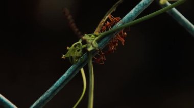 Demirden bir tel üzerinde sürünen dokumacı karıncalar veya Oecophylla Smaragdina